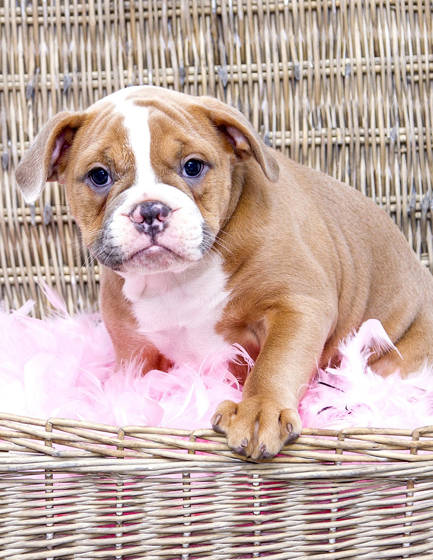 English Bulldog - The Happy Puppy Site