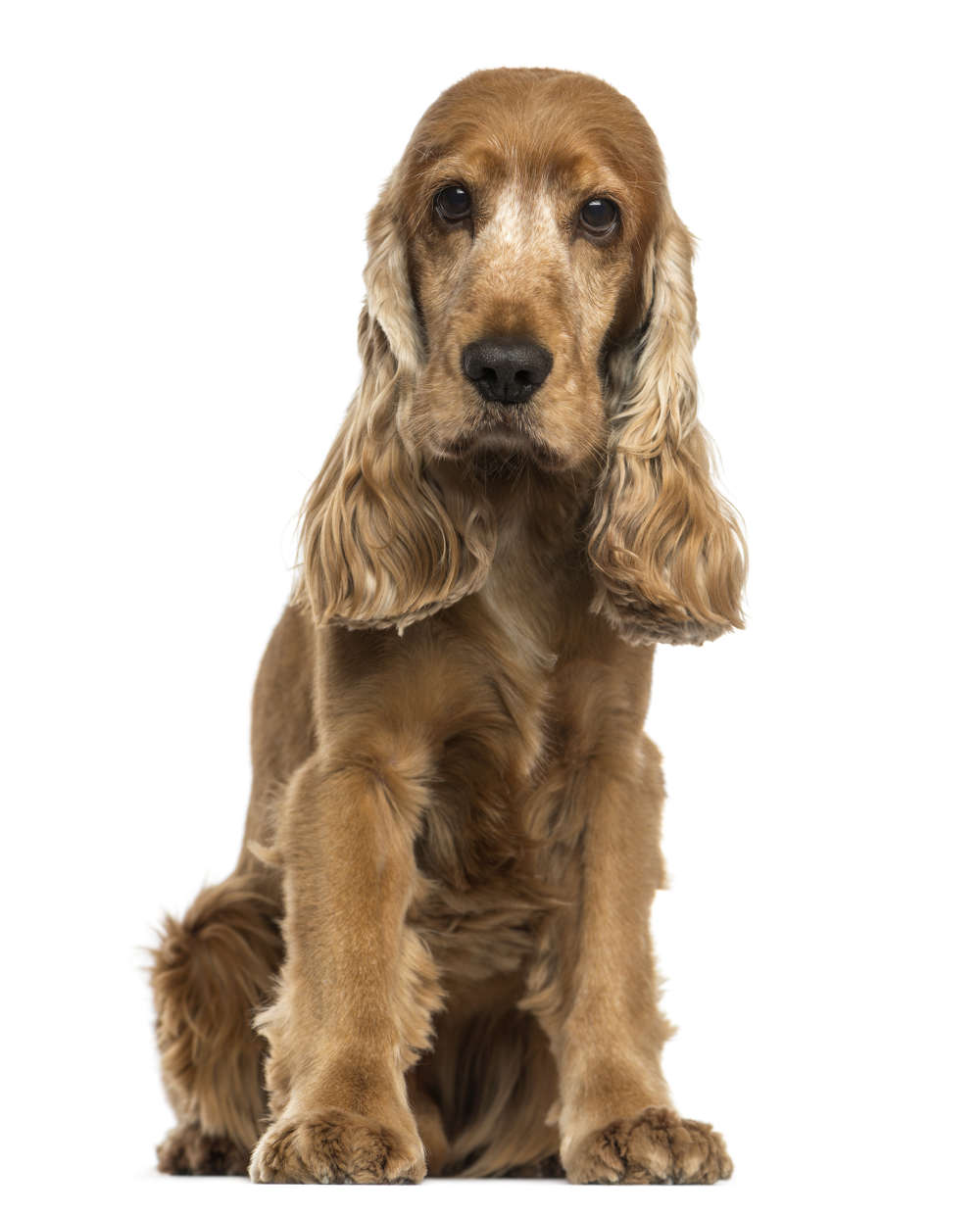 cocker spaniel with short ears