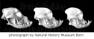 bulldog skulls over 50 years