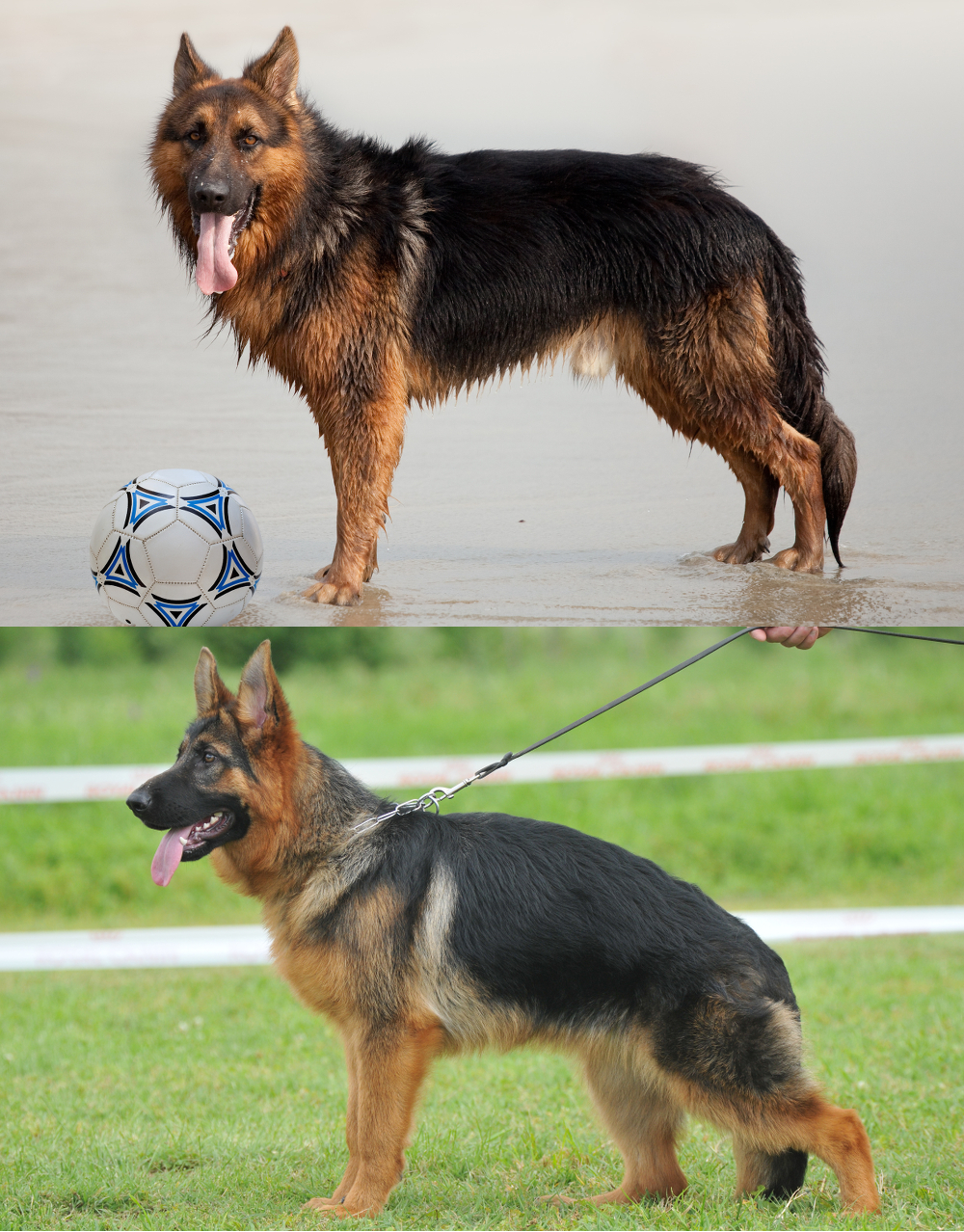 are show line german shepherds healthy