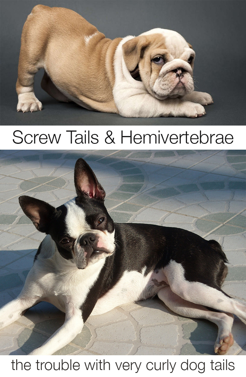 Corkscrew tails in Bulldogs and other breeds - what you need to know
