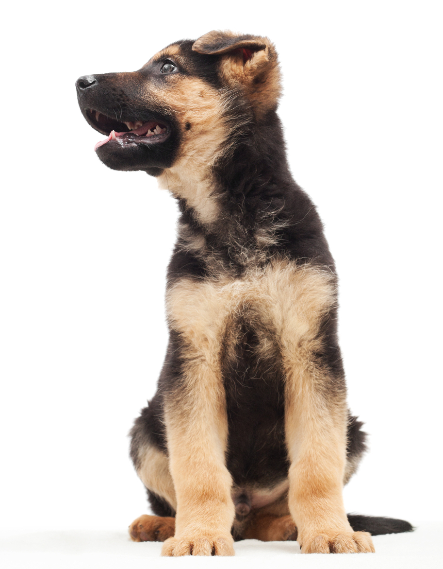 different types of german shepherd puppies