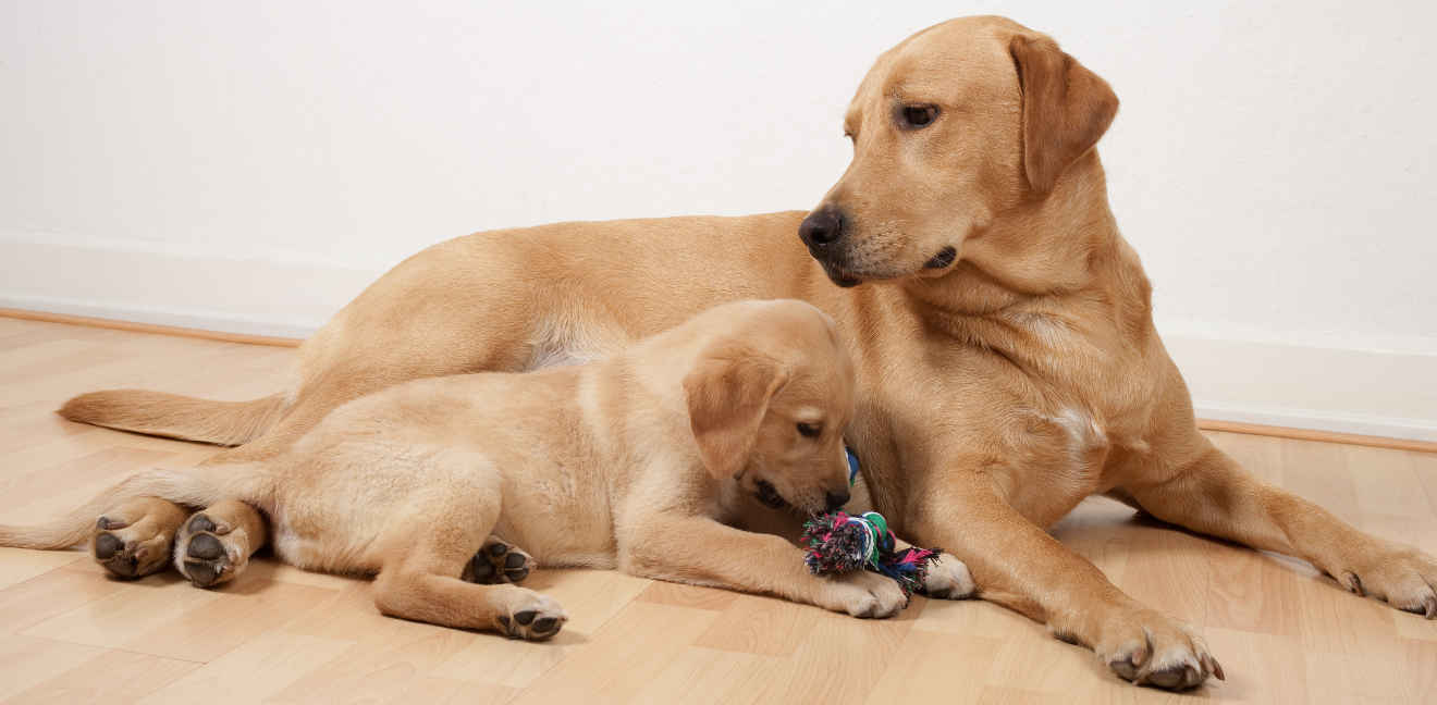 mélange labrador Akita