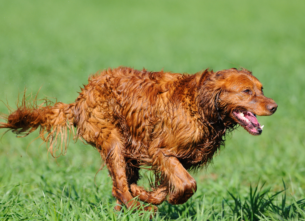 Golden Retriever Colors The Many Shades of Gold