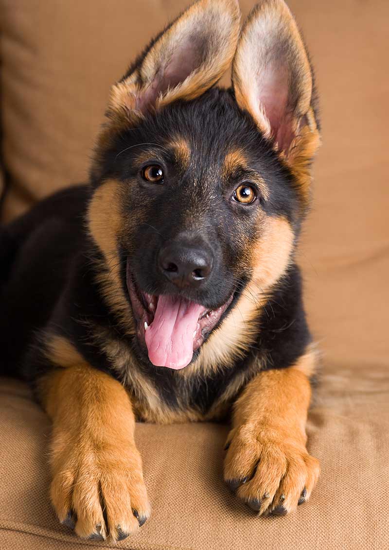 The German Shepherd Dog - 8th most popular dog in the uk