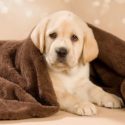 The Labrador Retriever - most popular british dog