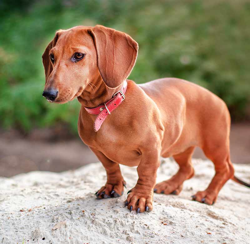 miniature smooth haired dachshund - ninth most popular dog in the uk