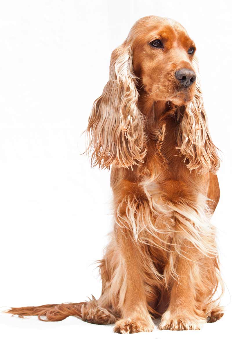  Cocker spaniel show type - 3rd most popular dog in the UK
