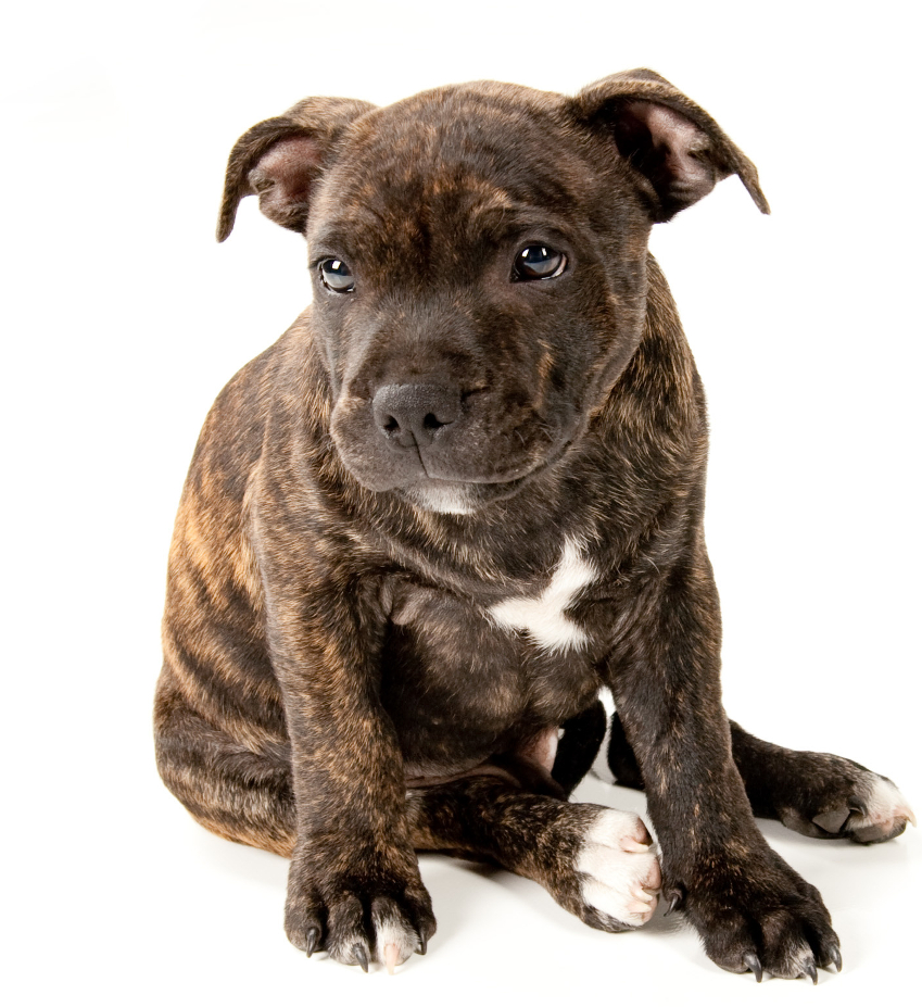 staffordshire bull terrier puppy, terrier dog breeds