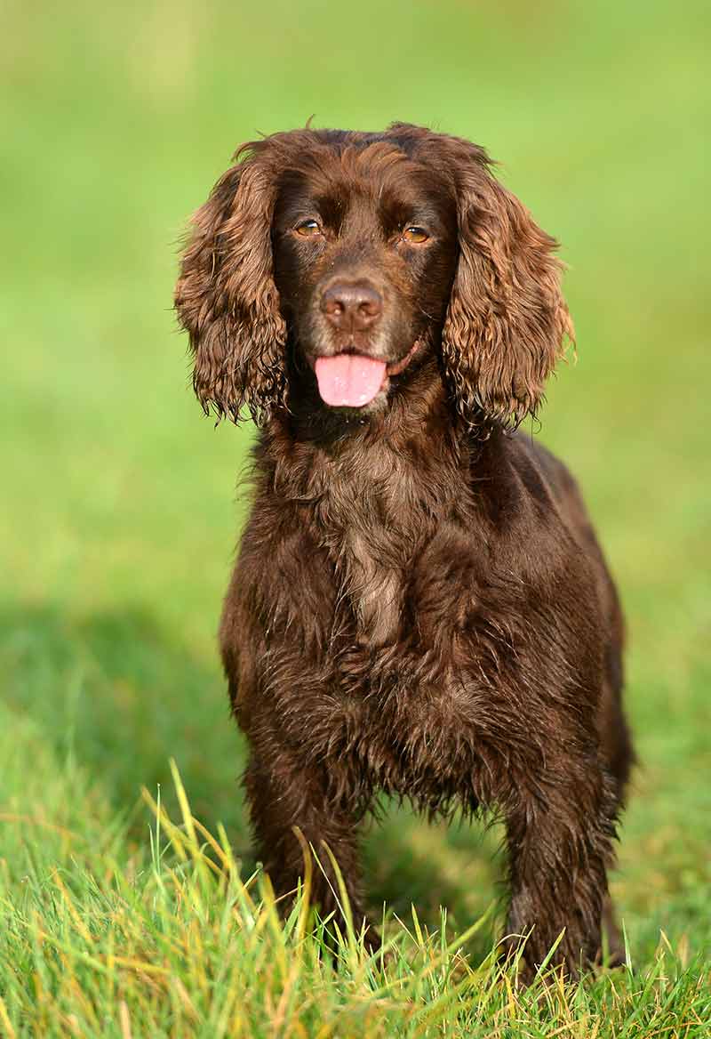 Working Cocker Spaniel - 3rd most popular dog in the UK