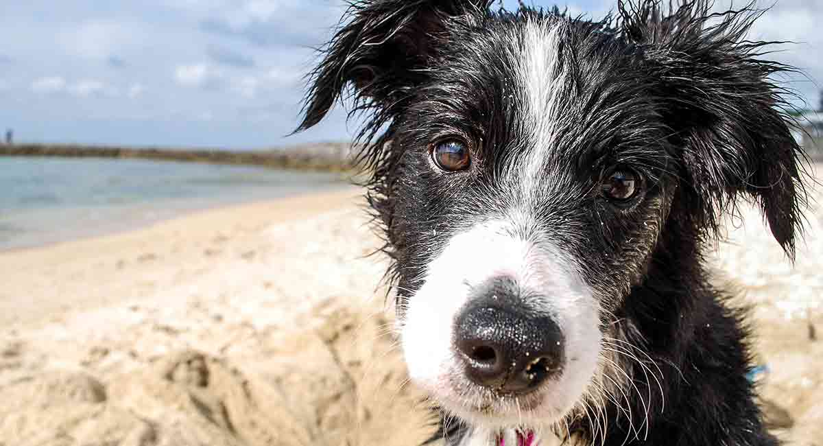 border collie guarding behavior