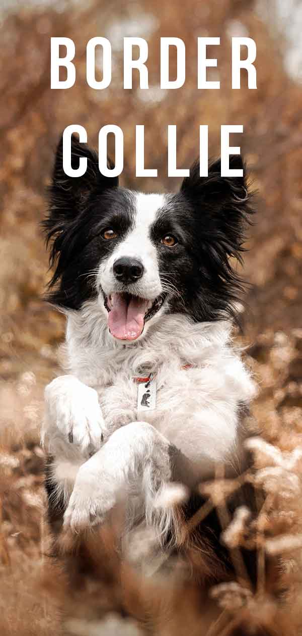 border collie