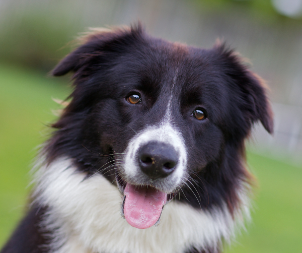 What is the average lifespan of a collie