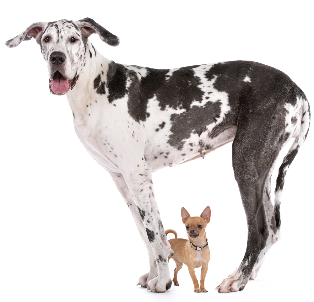 top 20 great dane names