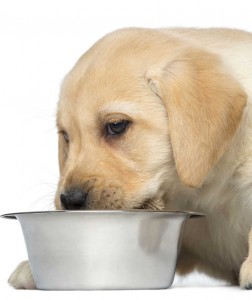 how to feed your puppy on kibble