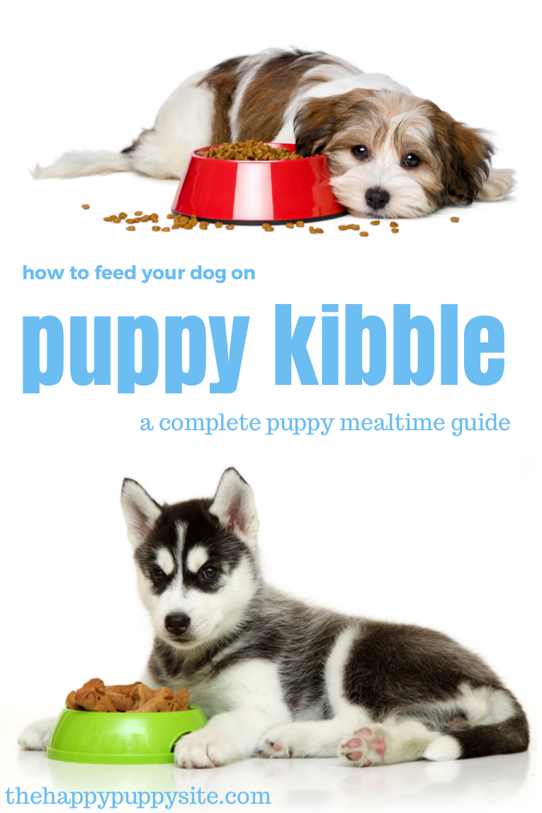 when can puppies eat kibble