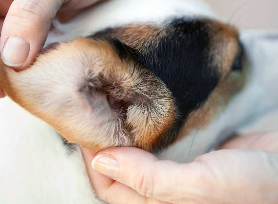 How To Clean Your Puppy S Ears The Happy Puppy Site