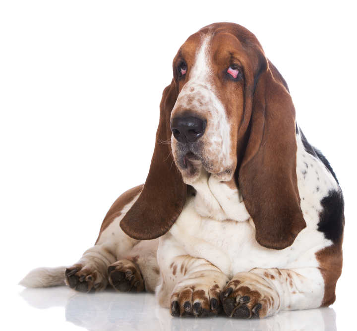 what are several different groups of dog breeds hounds