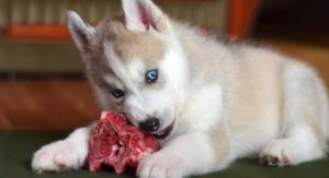 Raw food for puppies