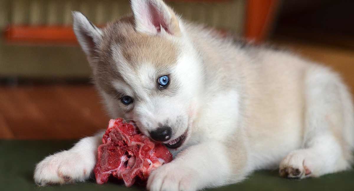 feeding dog raw hamburger