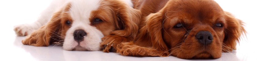 myoclonus cavalier king charles spaniel