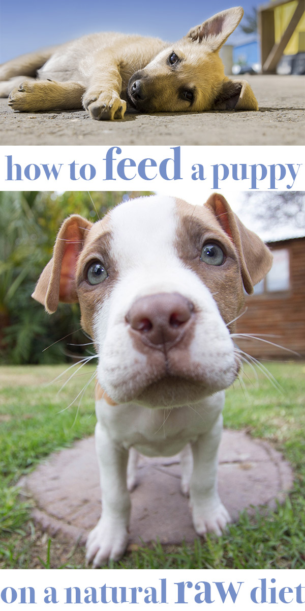 How to feed your Lab raw food for puppies