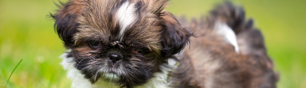 shichon temperament