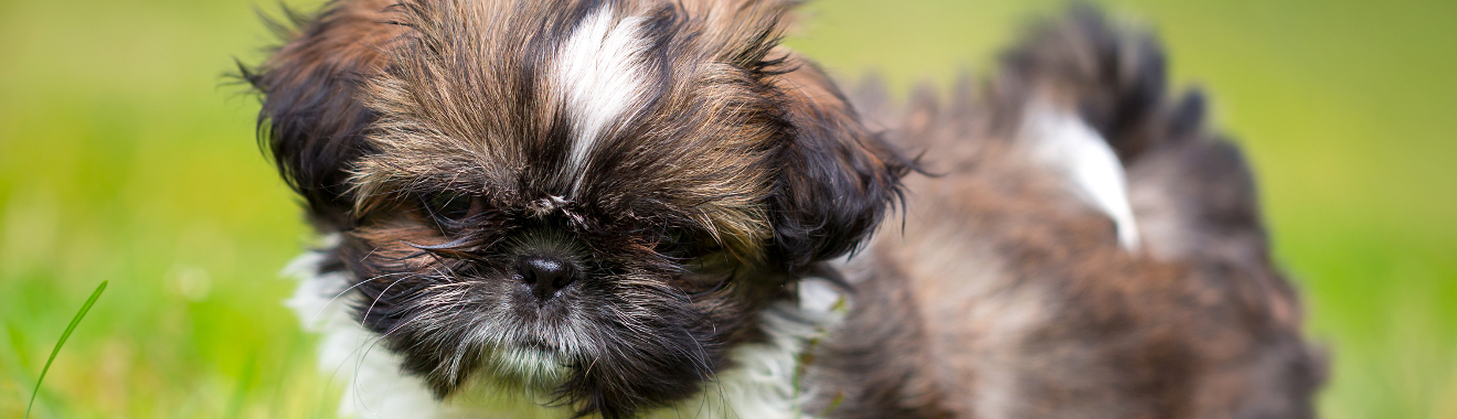 are shichon puppies easy to train