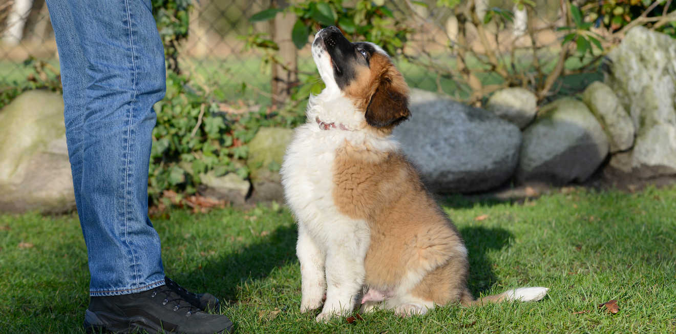 how to train a labrador puppy to sit