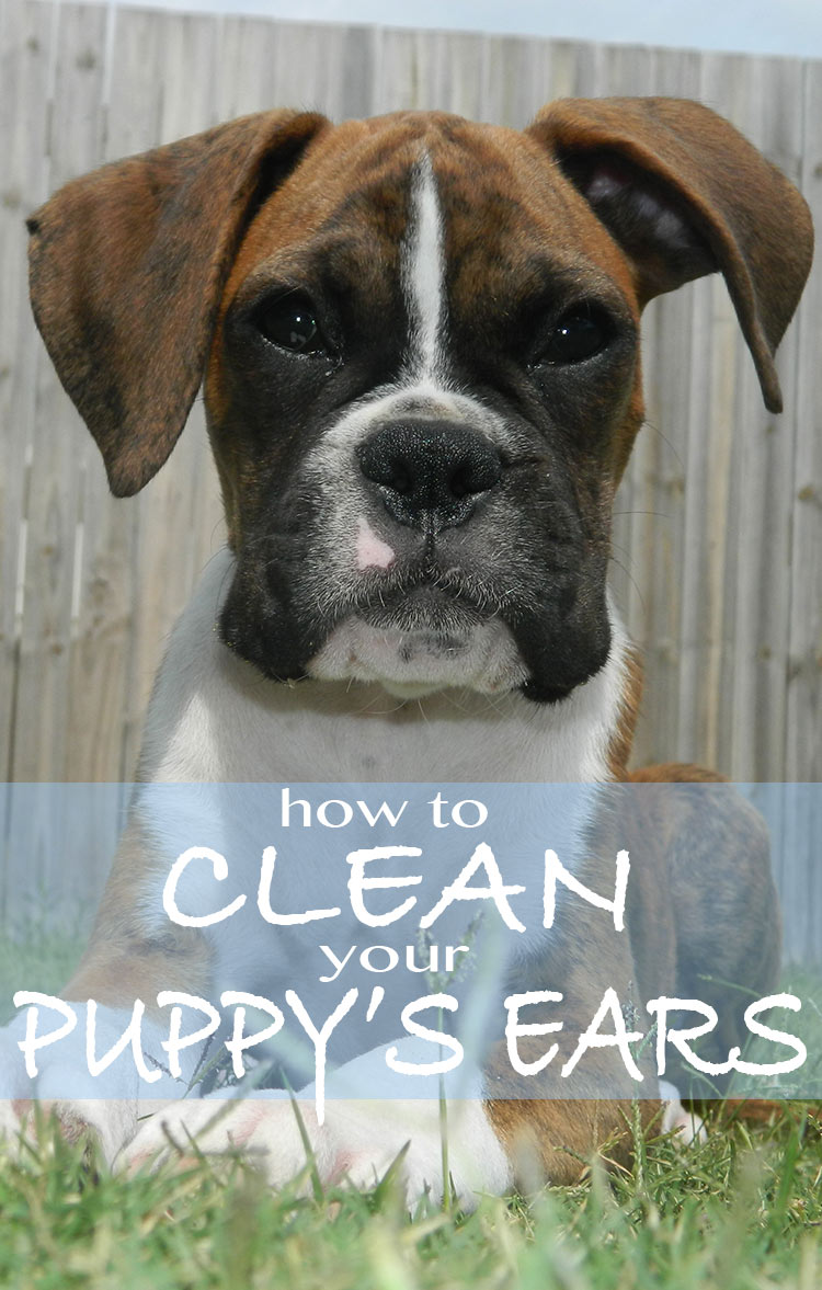 how to clean your puppy's ears and keep them healthy