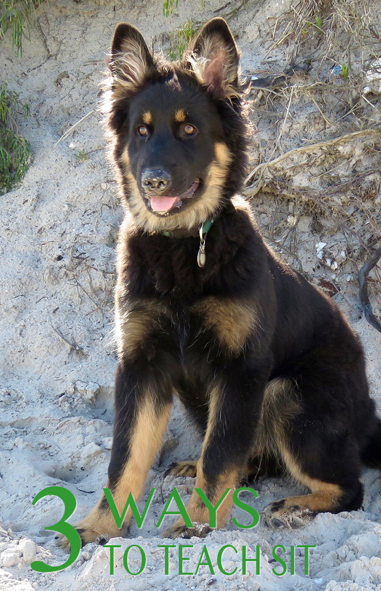 how to train german shepherd puppy to sit