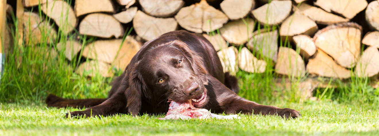 are there benefits to feeding your dog raw meat diet