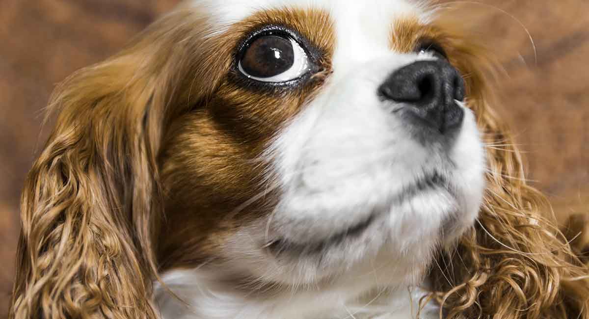 what breeds make a king charles spaniel