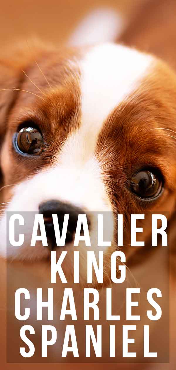 Cavalier King Charles Spaniel Dog Breed Information Center