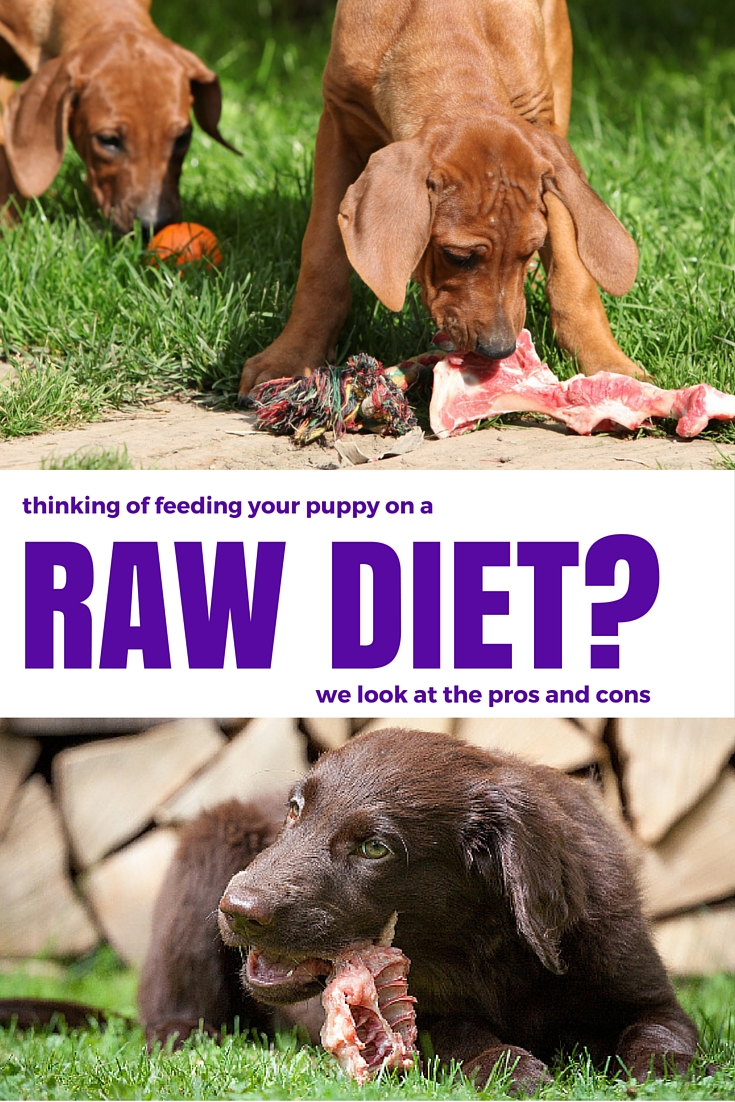 what does it mean to feed your dog raw