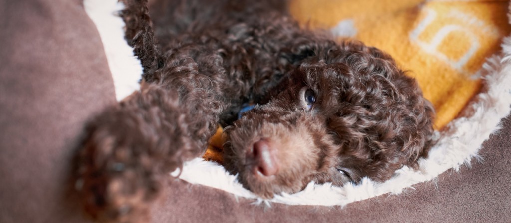 How to Choose a Puppy Bed - The Happy Puppy Site