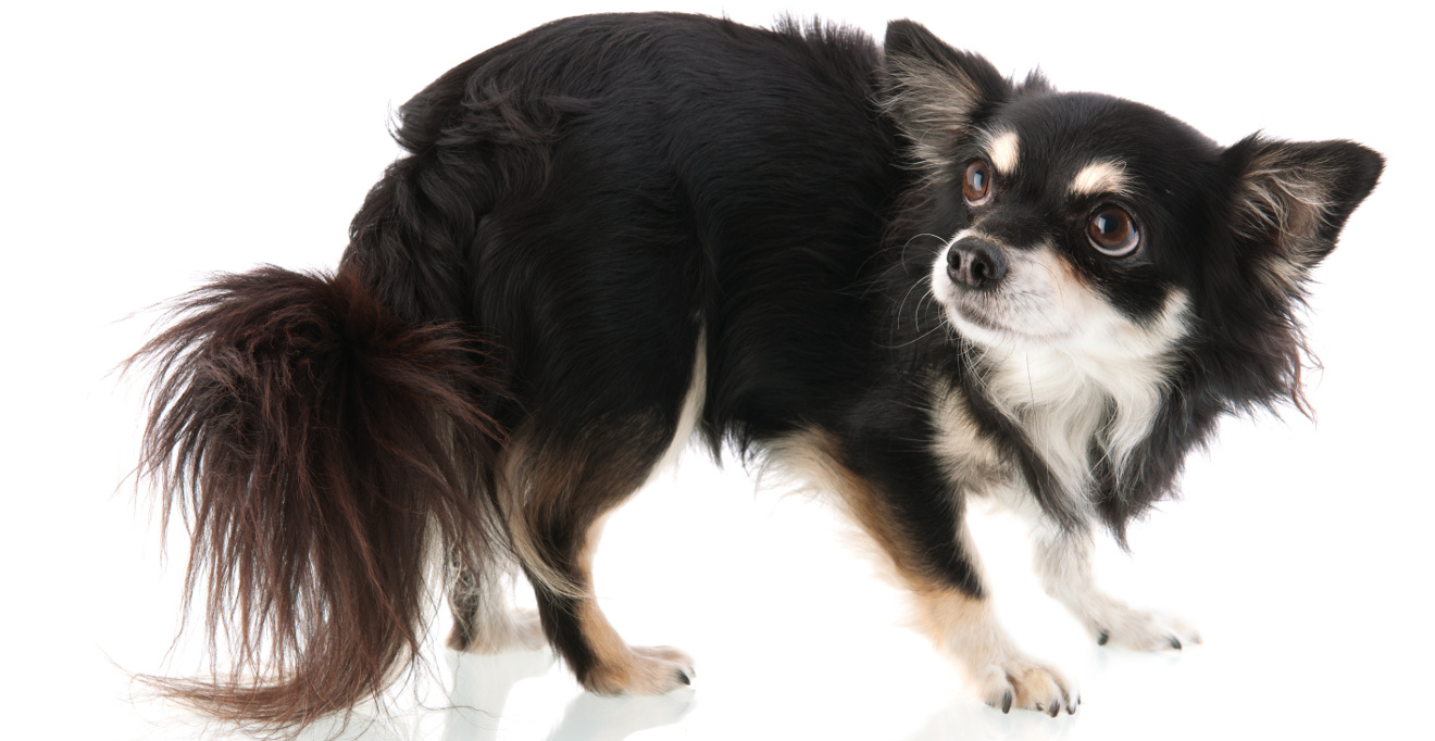 long hair chihuahua black