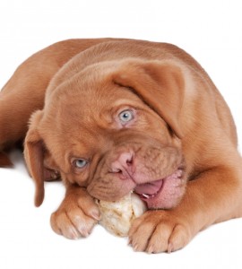 Puppy is lying on the floor and is eating a rawhide bone