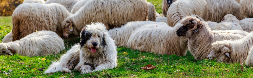 cattle dog breeds