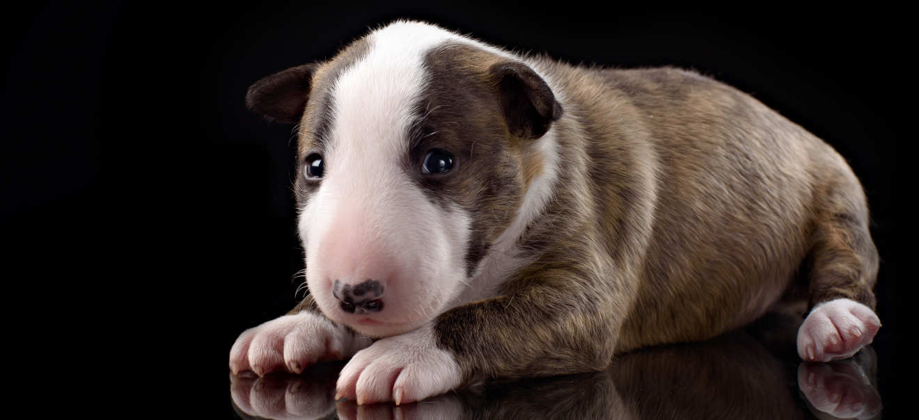 do brindle puppies change color