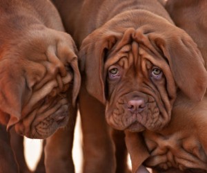 very funny puppys Bordeaux dog in open air