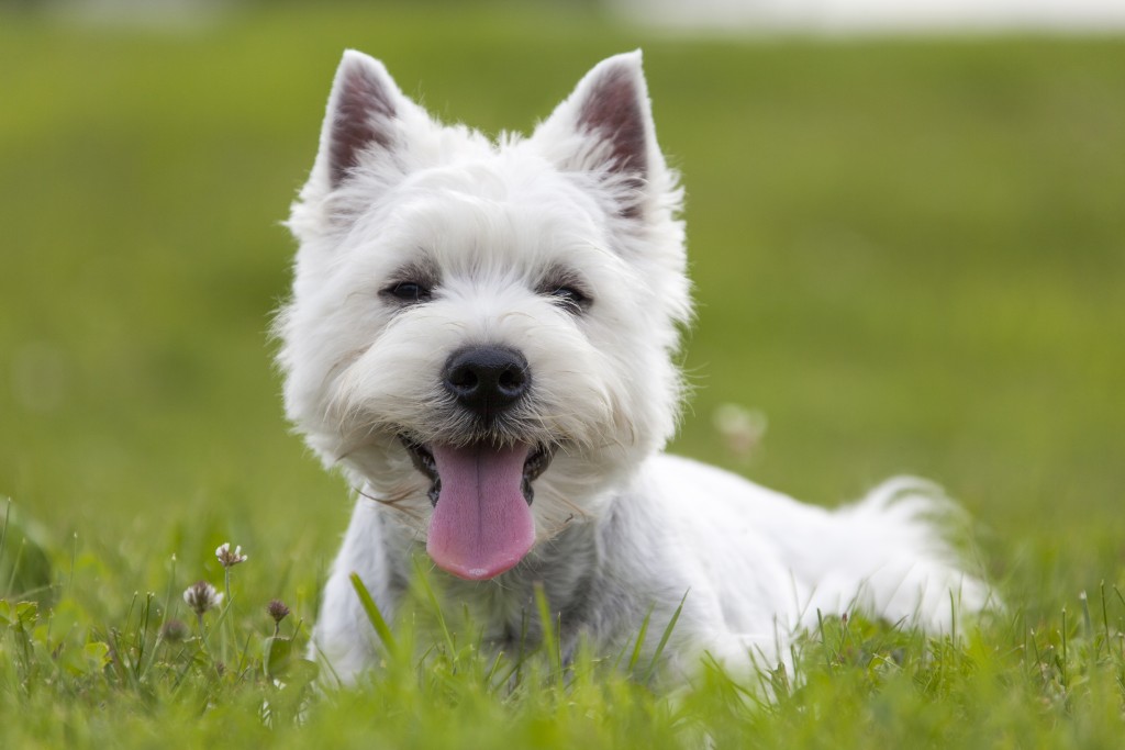 Meet The 9 Dog Breeds That Start with W