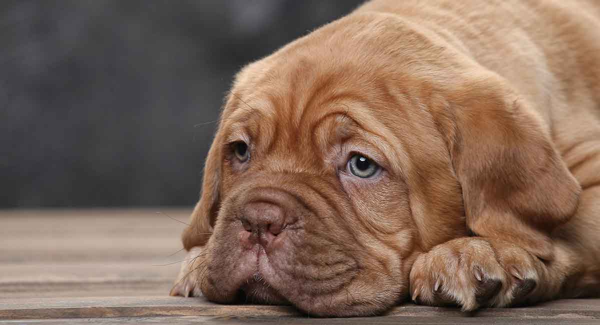 how to cope with puppy diarrhea