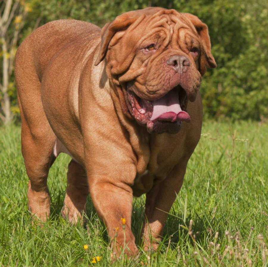 how much does a dogue de bordeaux weigh