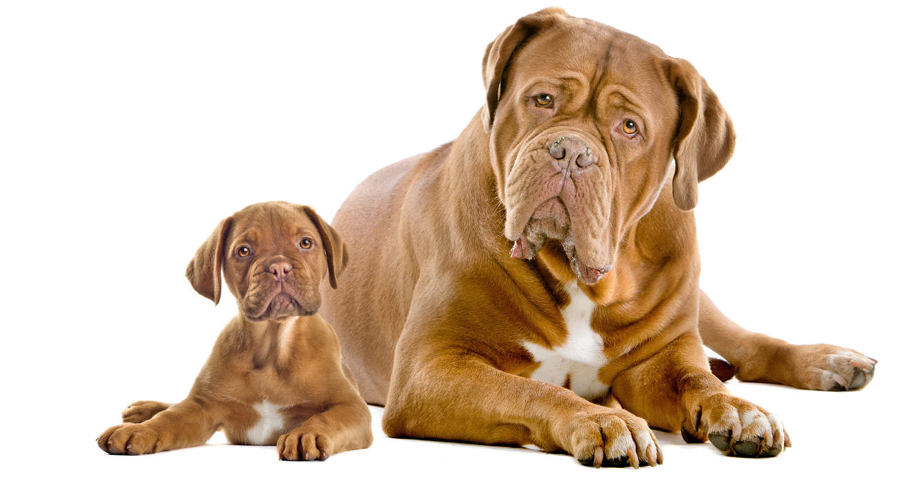 Dogue De Bordeaux Dog Breed Information Center