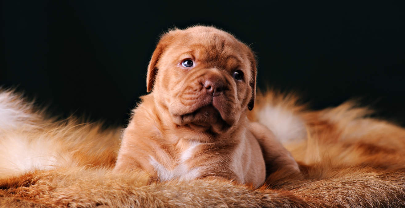 Puppy of Dogue de Bordeaux French mastiff