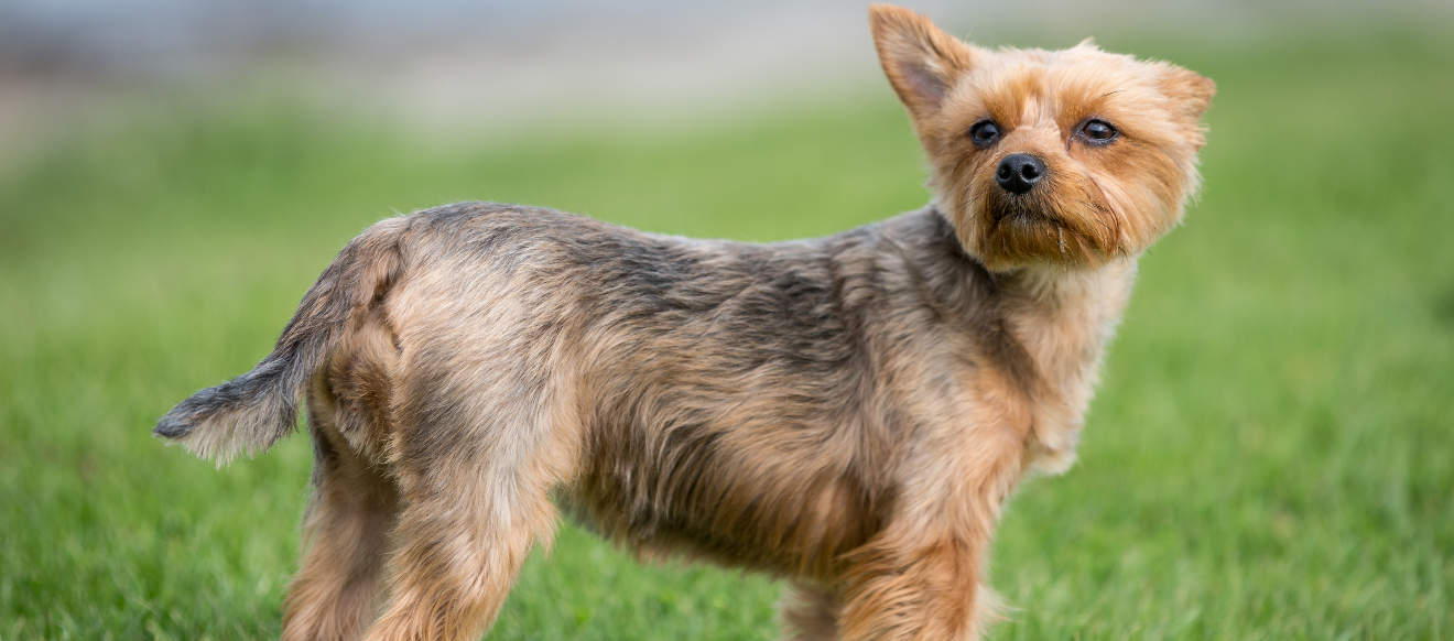 overweight yorkshire terrier