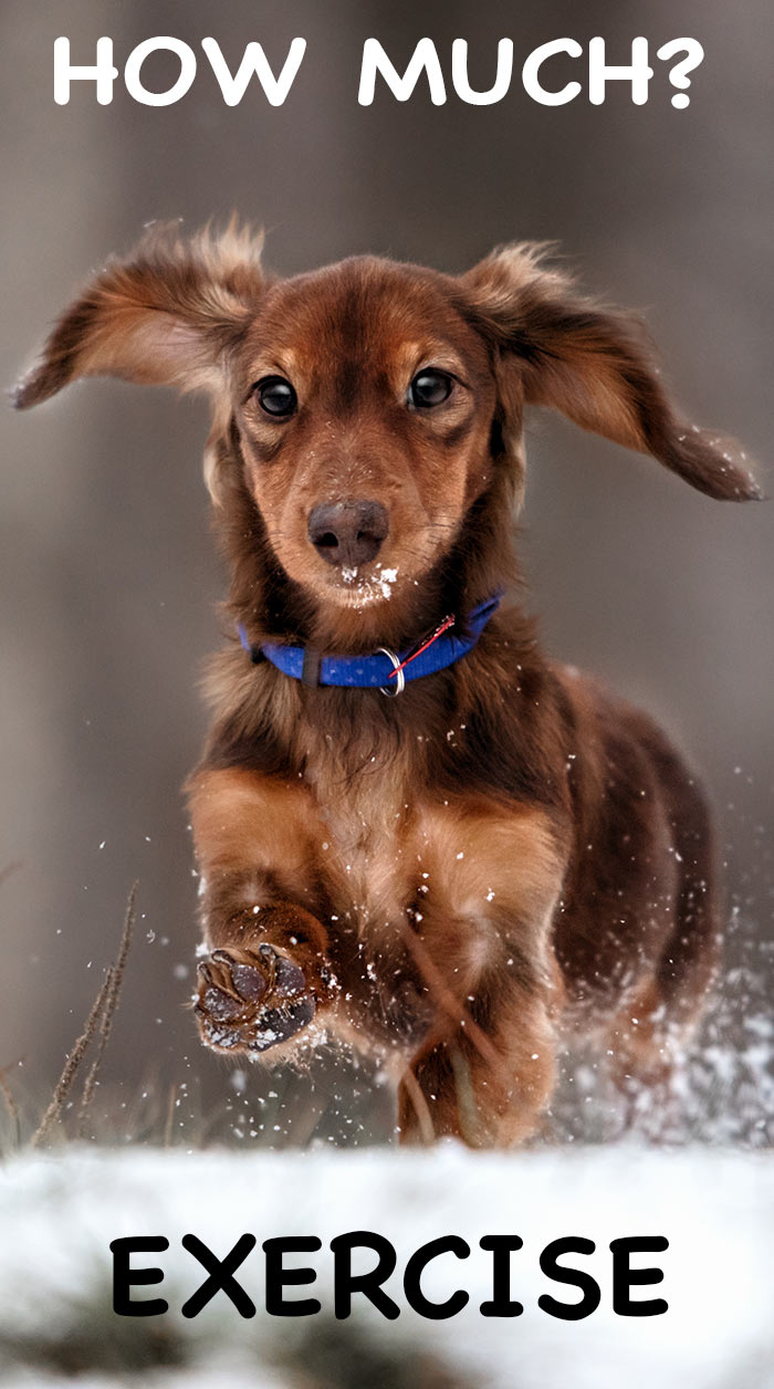 how often should you walk your wetterhoun puppy