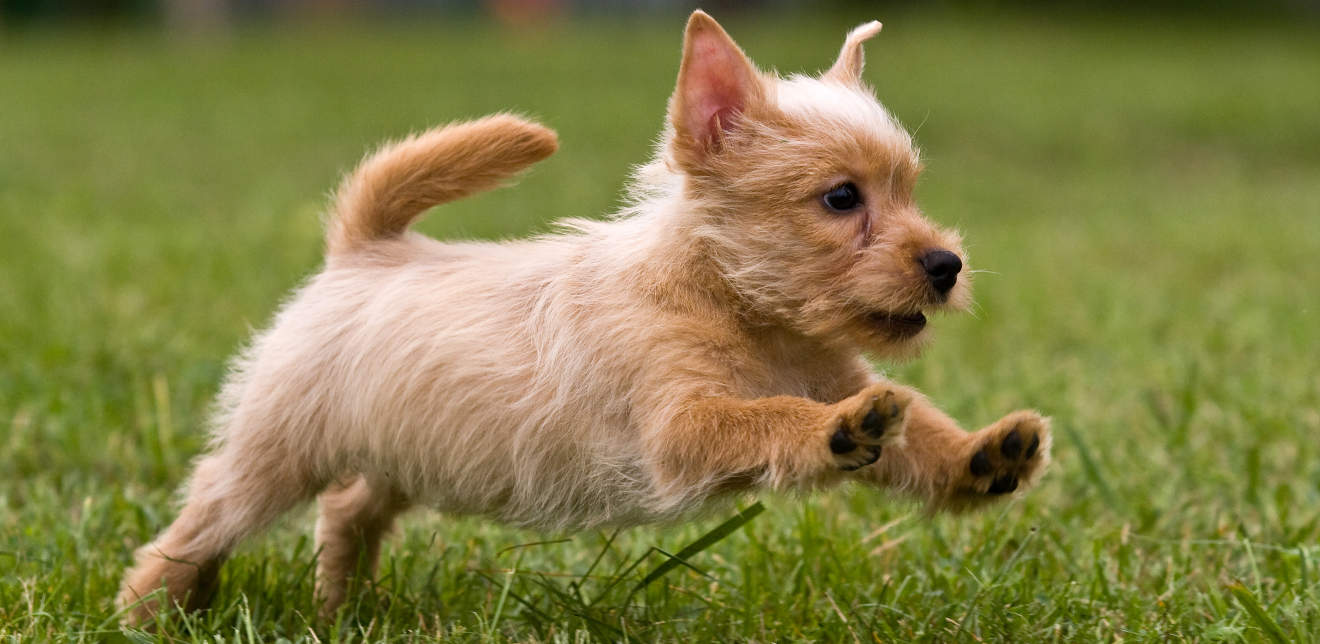 short haired terrier mix