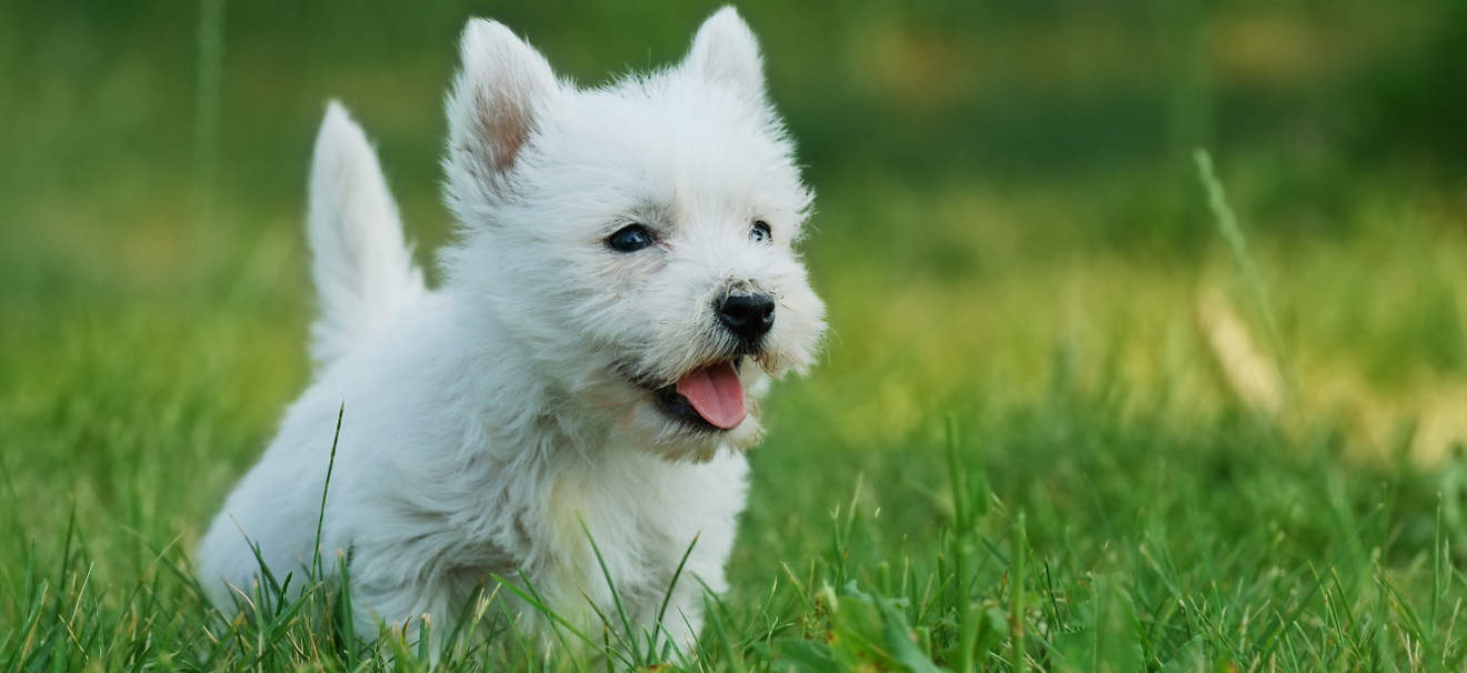 west highland terrier and maltese mix